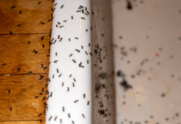  South Woodstock, CT Pest Control Pros