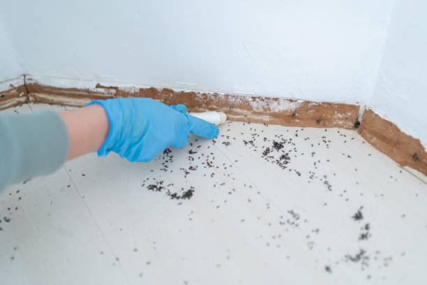 Best Local Pest Control Services  in South Woodstock, CT